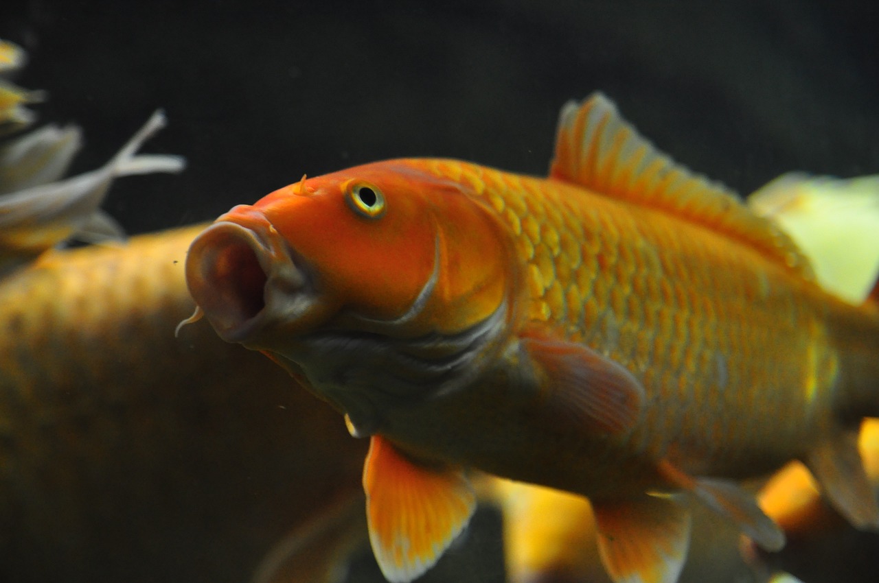 彩蝶魚缸新款上市，重塑家居水族體驗的藝術(shù)杰作