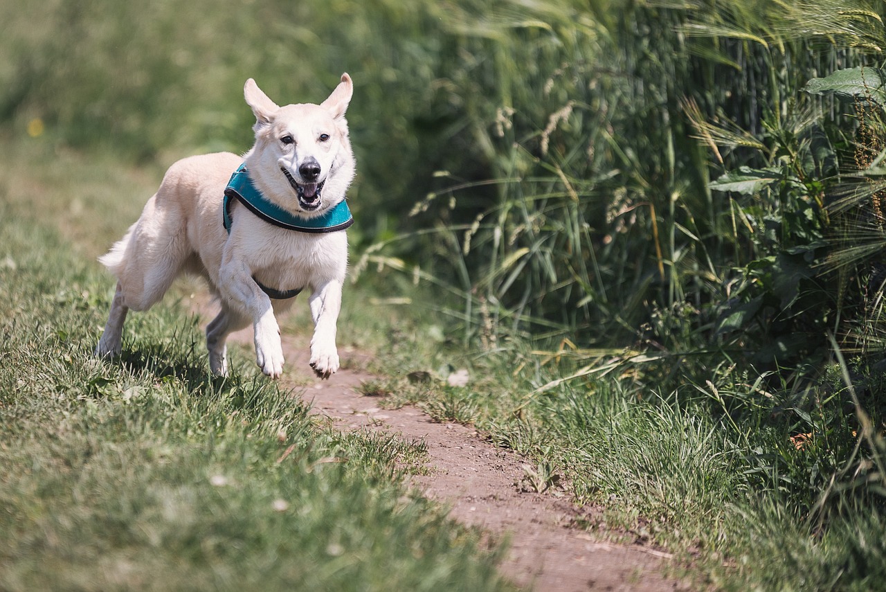 格力犬比賽放兔子，速度與激情的展現(xiàn)瞬間
