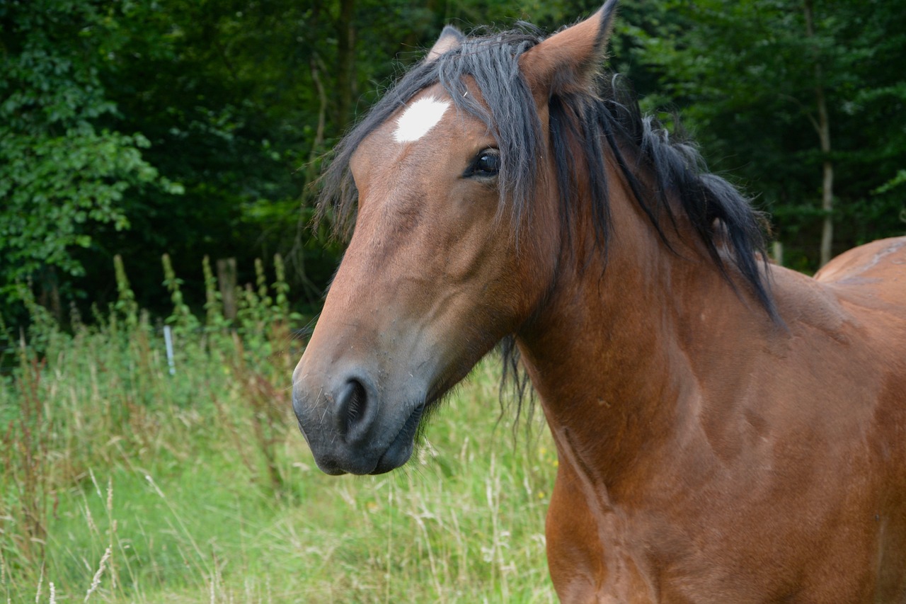 2024澳門特馬今晚開獎49圖片，誓死不二 QN4410.347