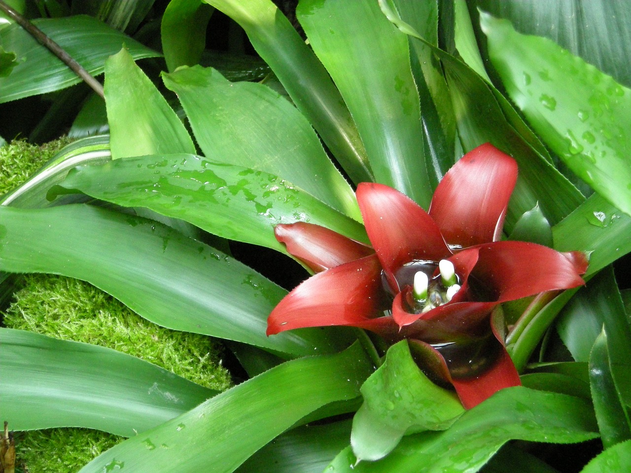 王菊最新動態(tài)，照亮娛樂圈新篇章的光芒