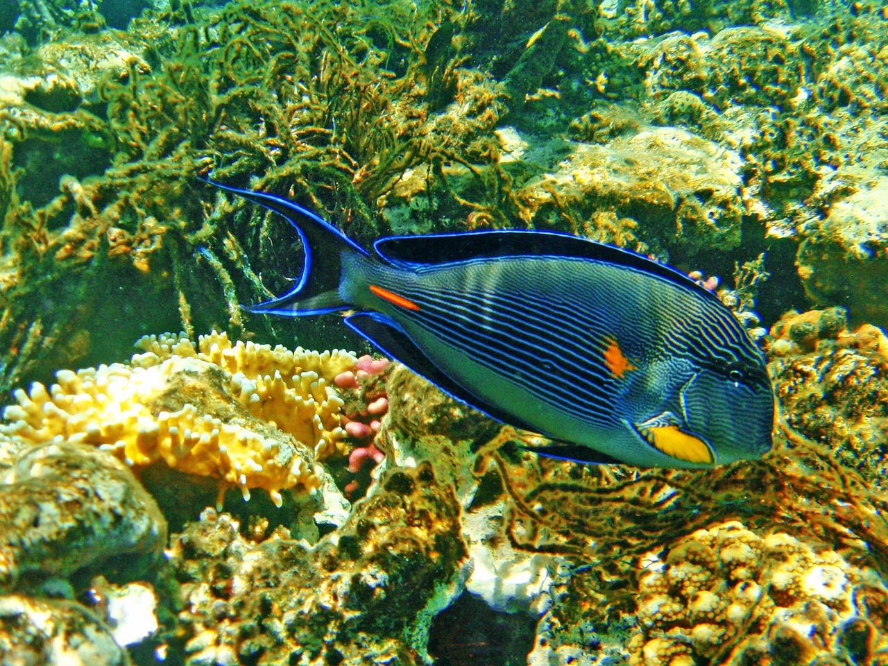 廣東埃及魚價格行情解析與趨勢分析