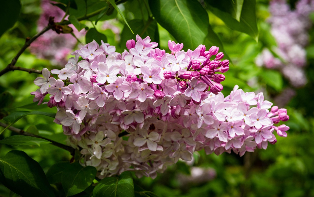 極品桃花緣，命運(yùn)糾纏與桃花盛放的緣分最新章節(jié)
