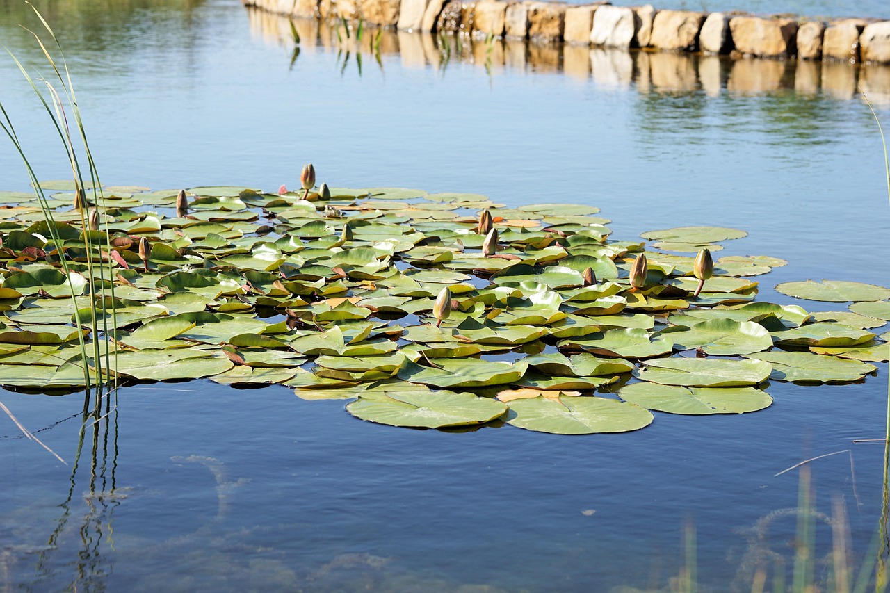現(xiàn)代養(yǎng)魚新潮流，從傳統(tǒng)池塘養(yǎng)殖邁向高科技智能養(yǎng)殖的變革之路