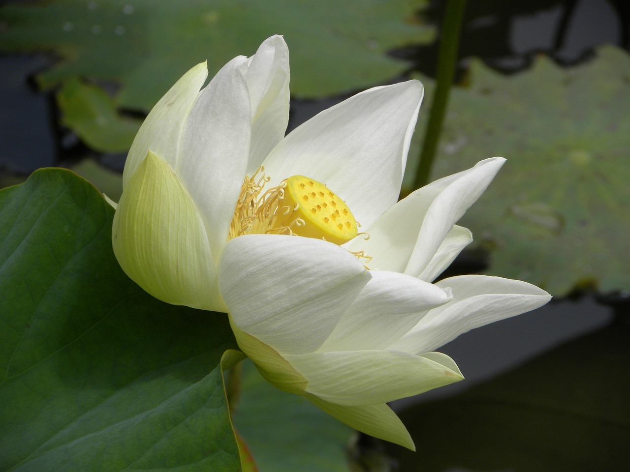 煙臺冰輪最新動態(tài)，創(chuàng)新引領(lǐng)，邁向高質(zhì)量發(fā)展之路