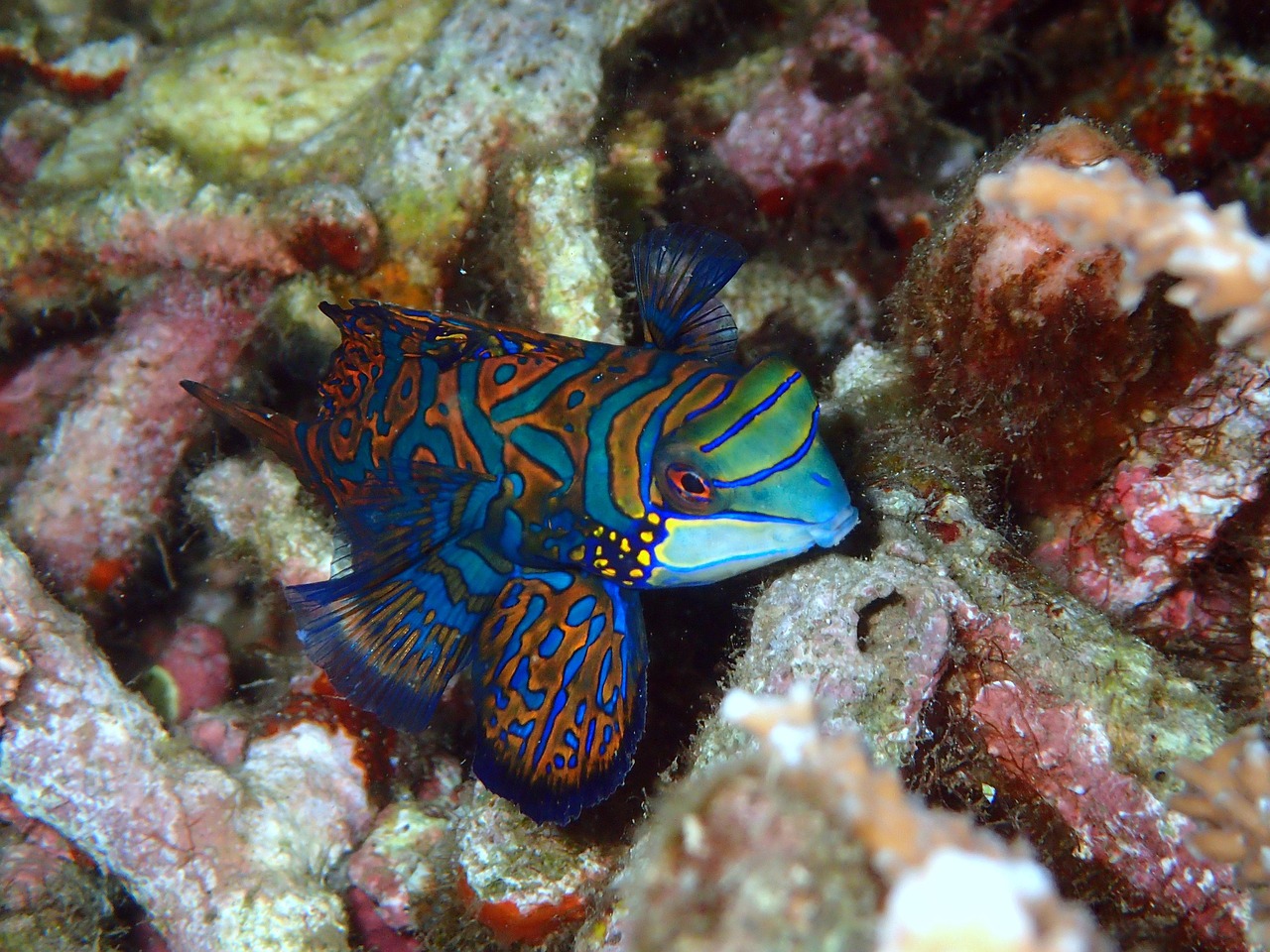 甲魚價格探究，一斤究竟多少錢？
