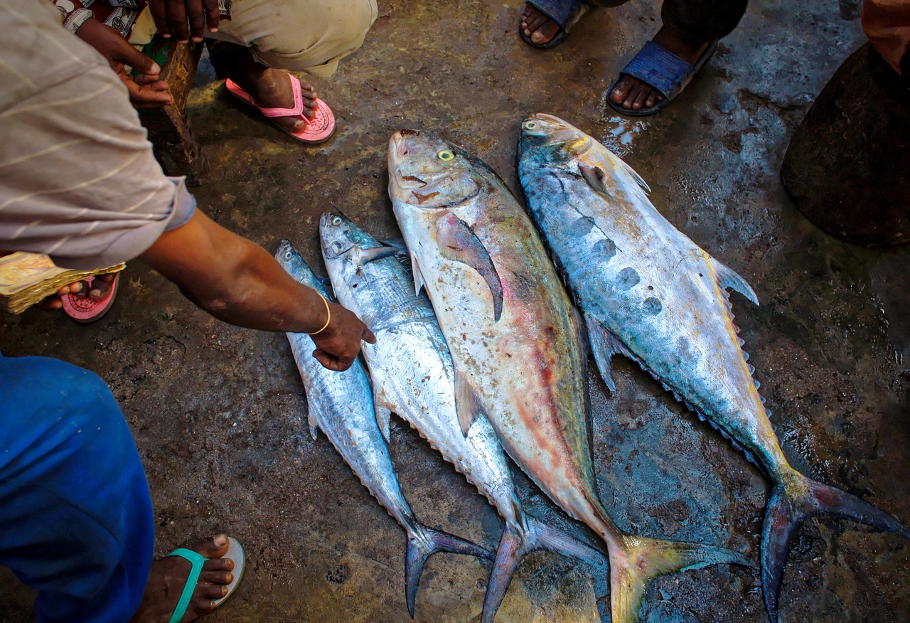 安陽釣魚論壇，最新魚獲信息分享