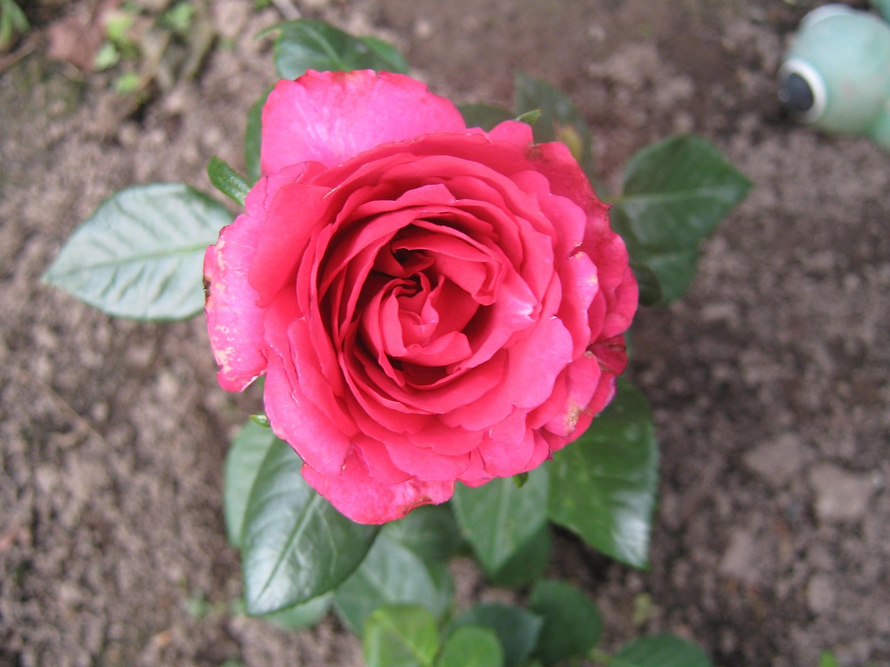 情人節(jié)花束最新款圖片，綻放的愛(ài)與時(shí)尚魅力之花束展示
