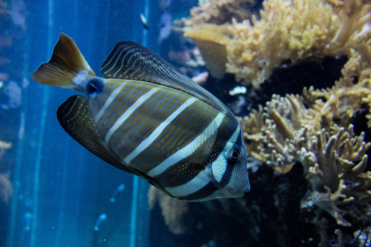 魚寶圖片及價格查詢，探索水族世界的魅力之旅