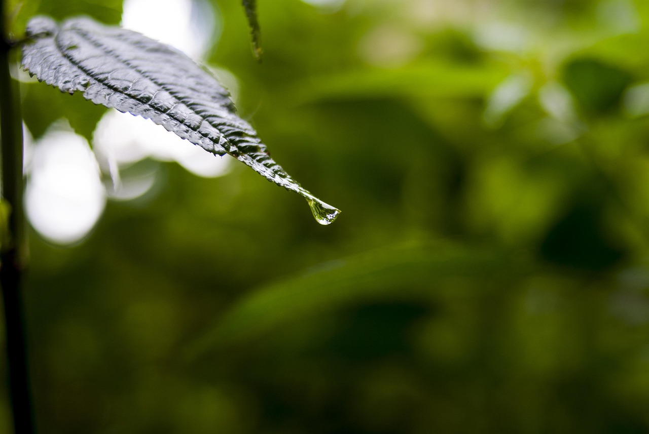 重慶苗龍集團(tuán)邁向未來的步伐與策略最新動態(tài)揭秘